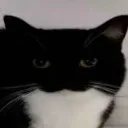 stare stare