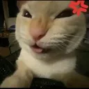 kitty