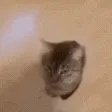 catheadbutt