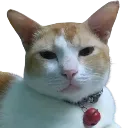 RRR_ho_thikache