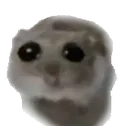 hamster