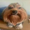 pendejo pendejo