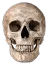 realskull