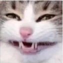 catkekwell