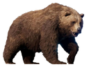 Brown bear walking forward with a serious expression.
