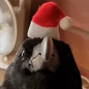 Crow_Jolly_Christmas