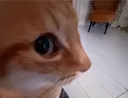 sideeyecat sideeyecat