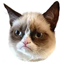 grompycat
