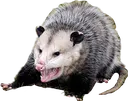 screamingpossum