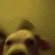 partydog