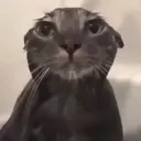 defeated