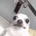 dog_confused