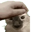 petbazooka