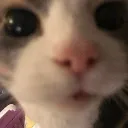 UWotMateCat