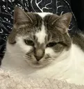 Poppy_Are_U_Serious_Right_Meow