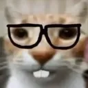nerdcat