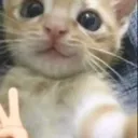 catselfie catselfie