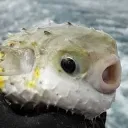 IMSTARVINGFish