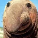 sillyseal
