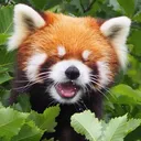 redpandahappy