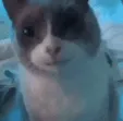 cat_gulp
