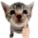 kitten_thumbsup
