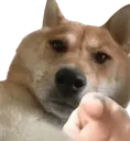DogPointing