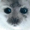 sealstare