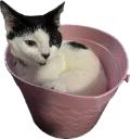 battlekitty