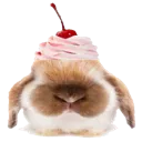 yummyrabbit