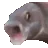 fishshock