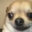 doge_shocked doge_shocked
