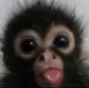 monke