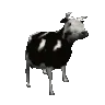 cowdance