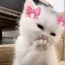 cute_kitten