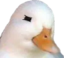 honk_Squint