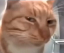 CatSus Discord emoji