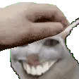 catwhasgud_pet