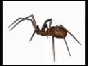 3dgifspider