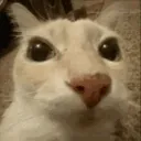 cattoblink