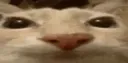 widecatto