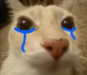 cattosad