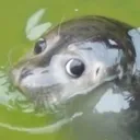 seal
