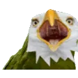eagle_dance