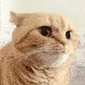 catWuh