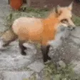 foxBoom