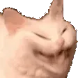 catNyehehe