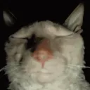 cat_evil