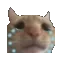 sadcat
