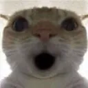 Shock_gato